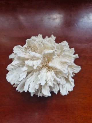 Coral Único Coleccionista