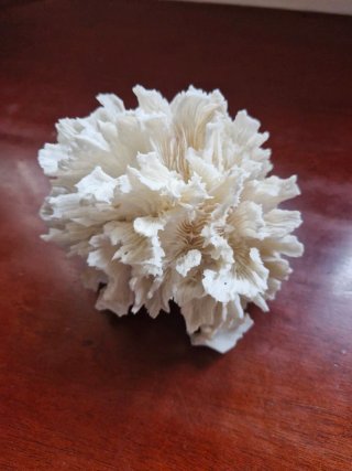 Coral Único Coleccionista