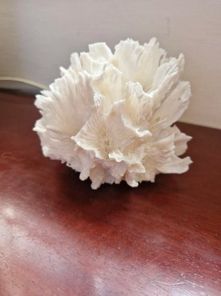 Coral Único Coleccionista