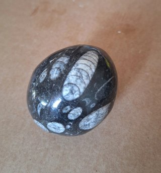 Fósil Orthocera Huevo Decorativo