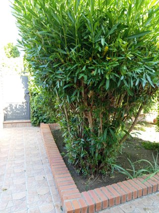 Jardinero