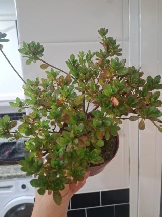 Bonsái Azalea índica planta hoja pequeña