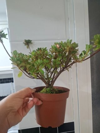 Bonsái Azalea índica planta hoja pequeña
