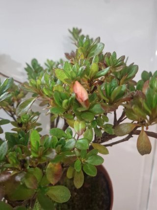 Bonsái Azalea índica planta hoja pequeña