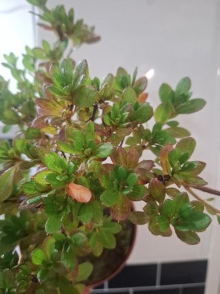 Bonsái Azalea índica planta hoja pequeña