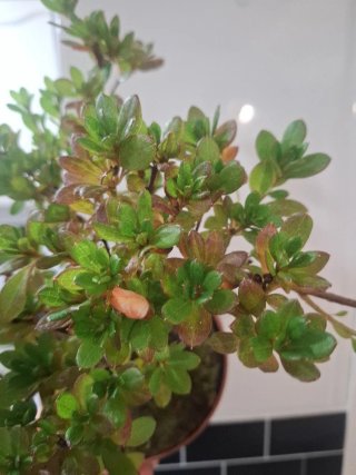 Bonsái Azalea índica planta hoja pequeña