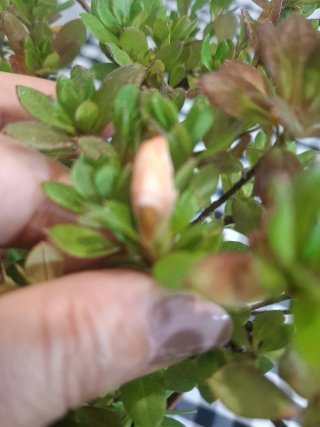 Bonsái Azalea índica planta hoja pequeña