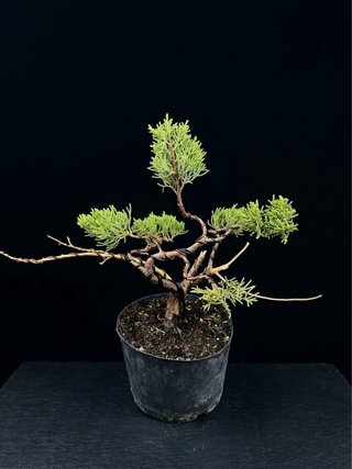 Bonsái Juniperus chinensis