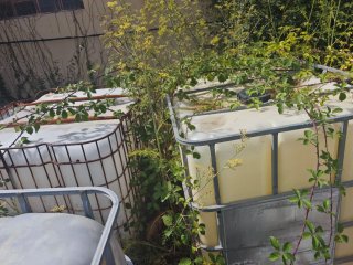Lote  Depósitos IBC 1000L