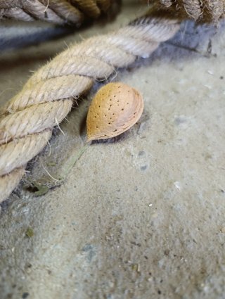Cuerda gruesa de cáñamo
