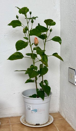 Planta de hibisco con capullo