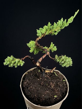 Pre Bonsai Juniperus