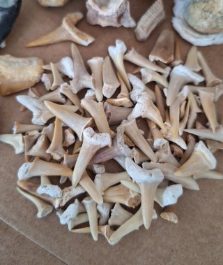 Colección Fósiles Naturales