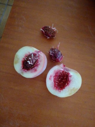 Semillas de variedad de melocotón