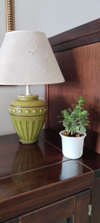 Árbol de Jade Maceta 9cm