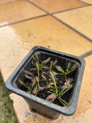 Drosera Planta Carnívora