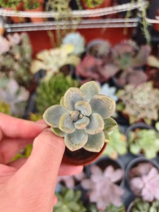 Graptopetalum ellen 5.5cm