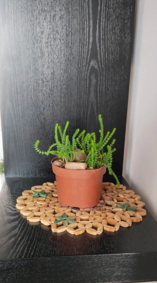 Crassula Muscosa en maceta