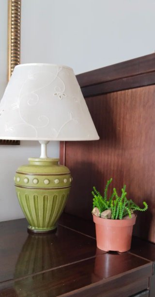 Crassula Muscosa en maceta