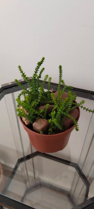 Crassula Muscosa en maceta