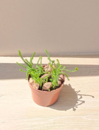 Crassula Muscosa en maceta