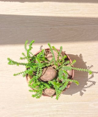 Crassula Muscosa en maceta