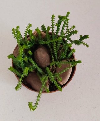 Crassula Muscosa en maceta