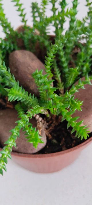 Crassula Muscosa en maceta