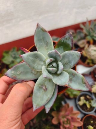 Echeveria colorata 8.5cm