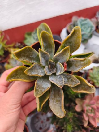 Echeveria híbrida 8.5cm