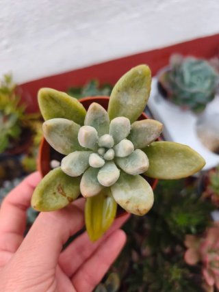 Pachyveria alikate 8.5cm