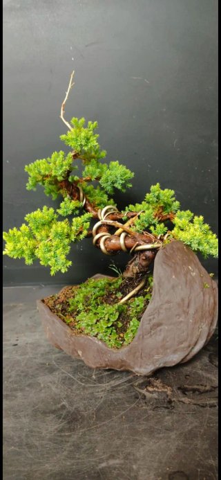 Bonsái Junípero Procumbens Nana