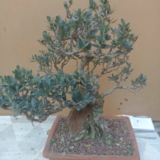Bonsái Ficus