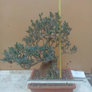 Bonsái Ficus