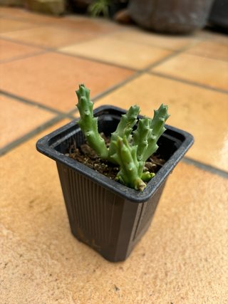 Planta Suculenta Orbea Variegata