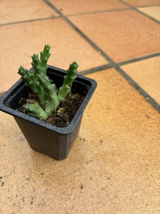 Planta Suculenta Orbea Variegata