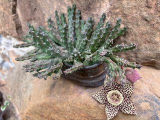 Planta Suculenta Orbea Variegata