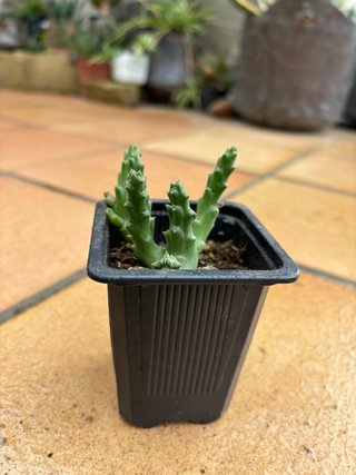 Planta Suculenta Orbea Variegata