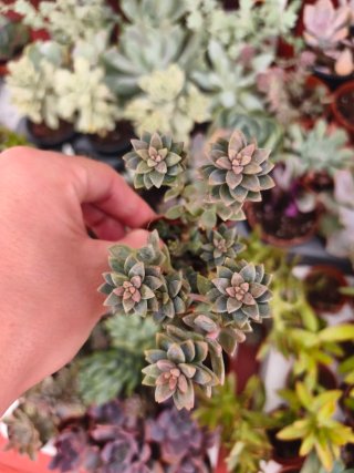 Sedeveria Pink granite 5.5cm