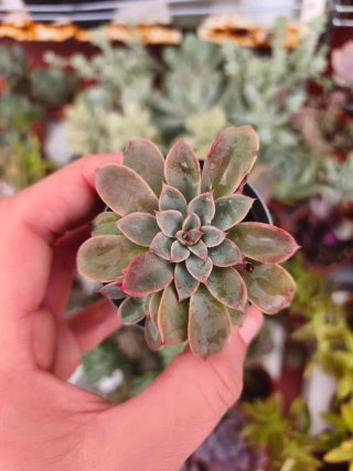 Echeveria fantastic fontaine 5.5cm