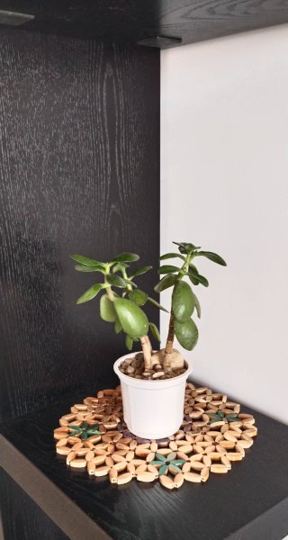 Árbol de Jade Crassula 3 Tallos en maceta blanca