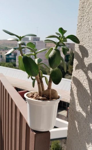 Árbol de Jade Crassula 3 Tallos en maceta blanca