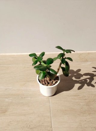 Árbol de Jade Crassula 3 Tallos en maceta blanca