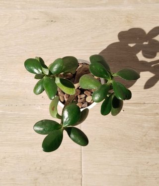 Árbol de Jade Crassula 3 Tallos en maceta blanca