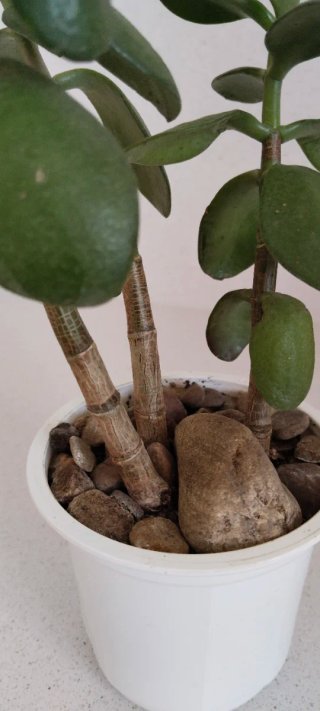 Árbol de Jade Crassula 3 Tallos en maceta blanca
