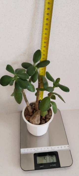 Árbol de Jade Crassula 3 Tallos en maceta blanca