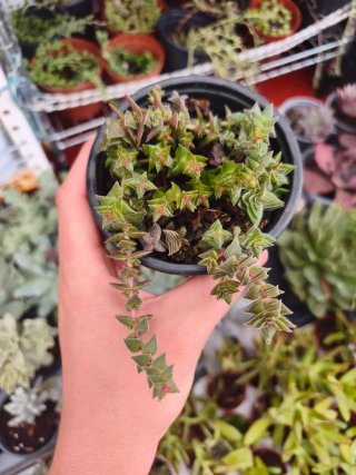 Crassula thyrsiflora variegata 10.5cm
