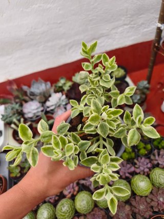 Rocío variegata 10.5cm