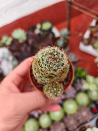 Cactus 5.5cm