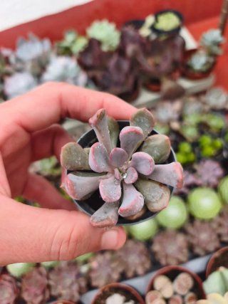 Graptoveria topsy Debbie 5.5cm